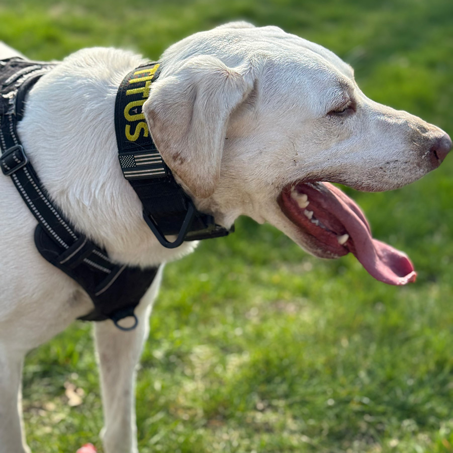 service dog